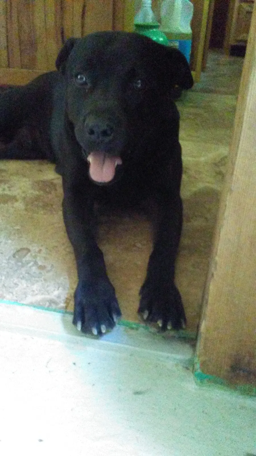 Lost dog in Valley Head, AL, 35989