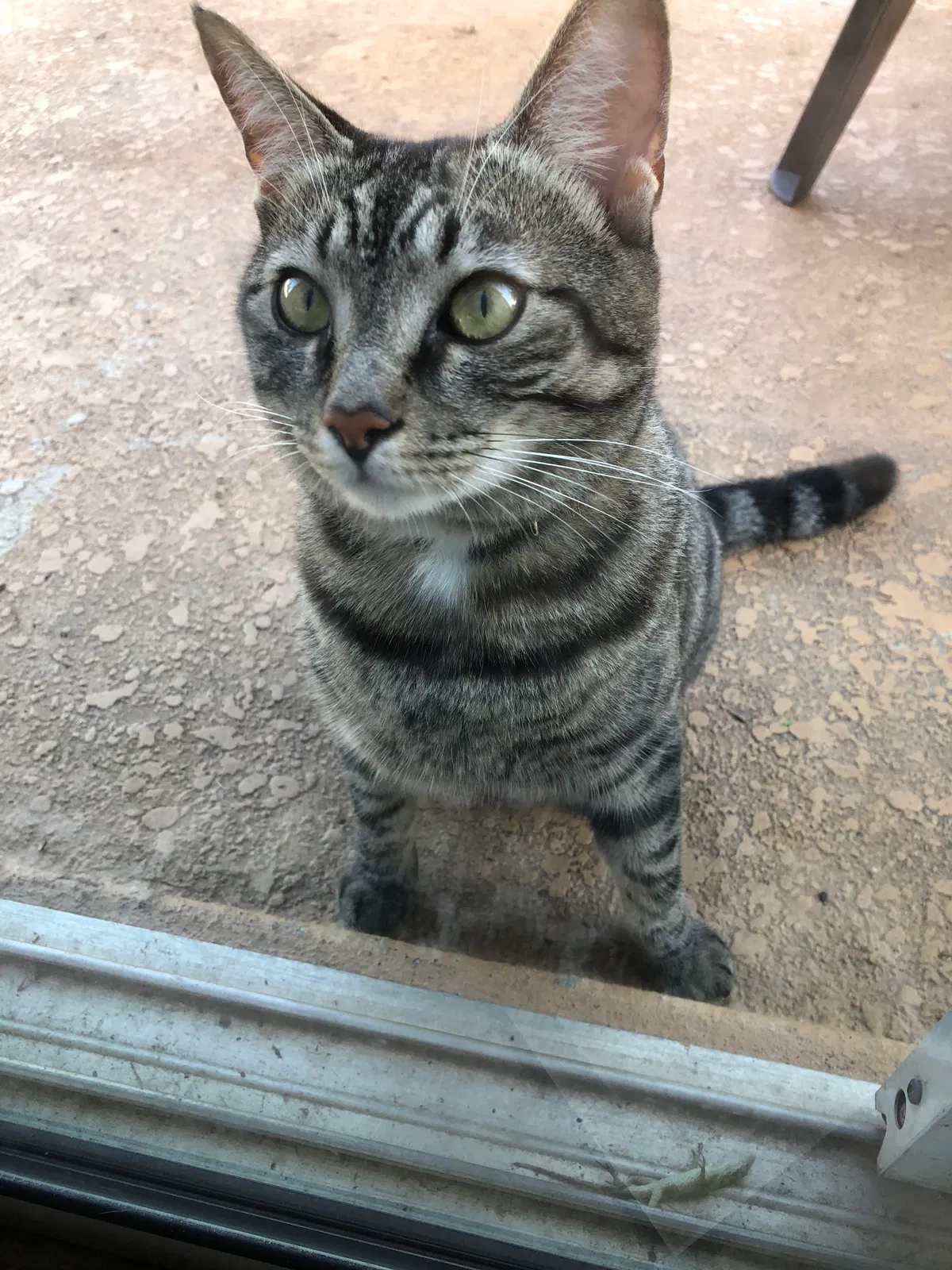 Lost cat in Mount Dora, FL, 32757