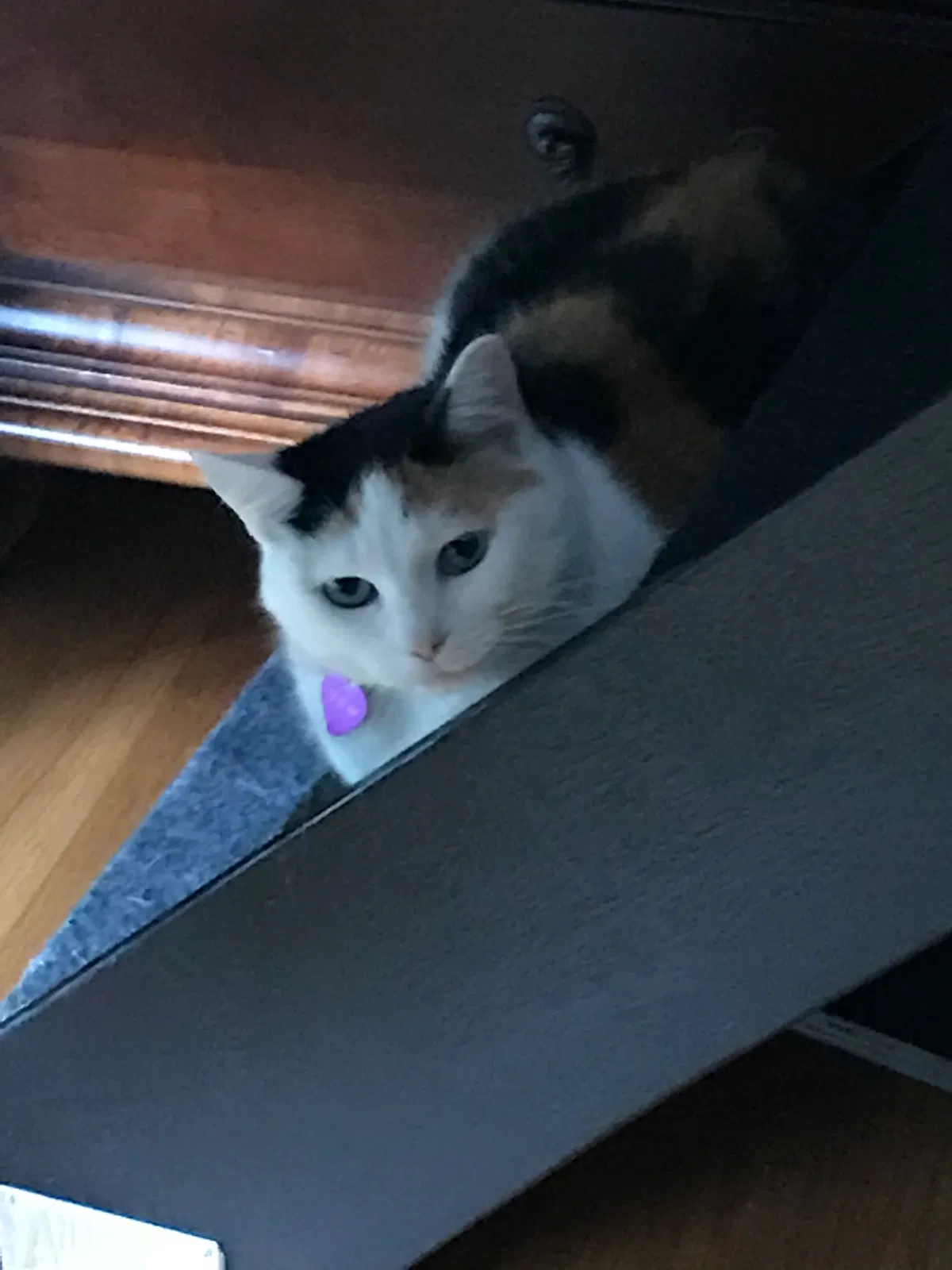 Lost cat in Warner Robins, GA, 31093