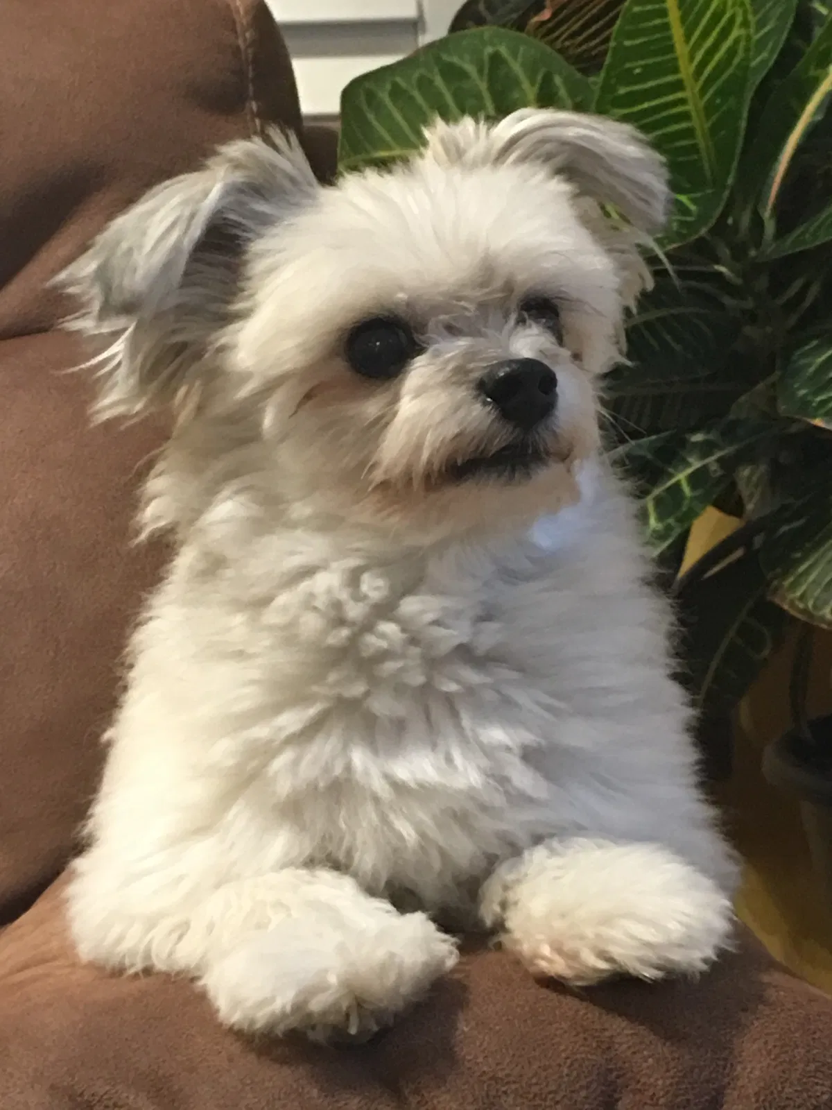 Lost dog in Holmdel, NJ, 7733
