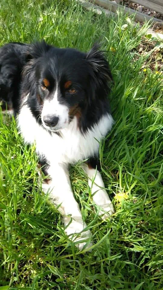 Lost dog in Denver, CO, 80221