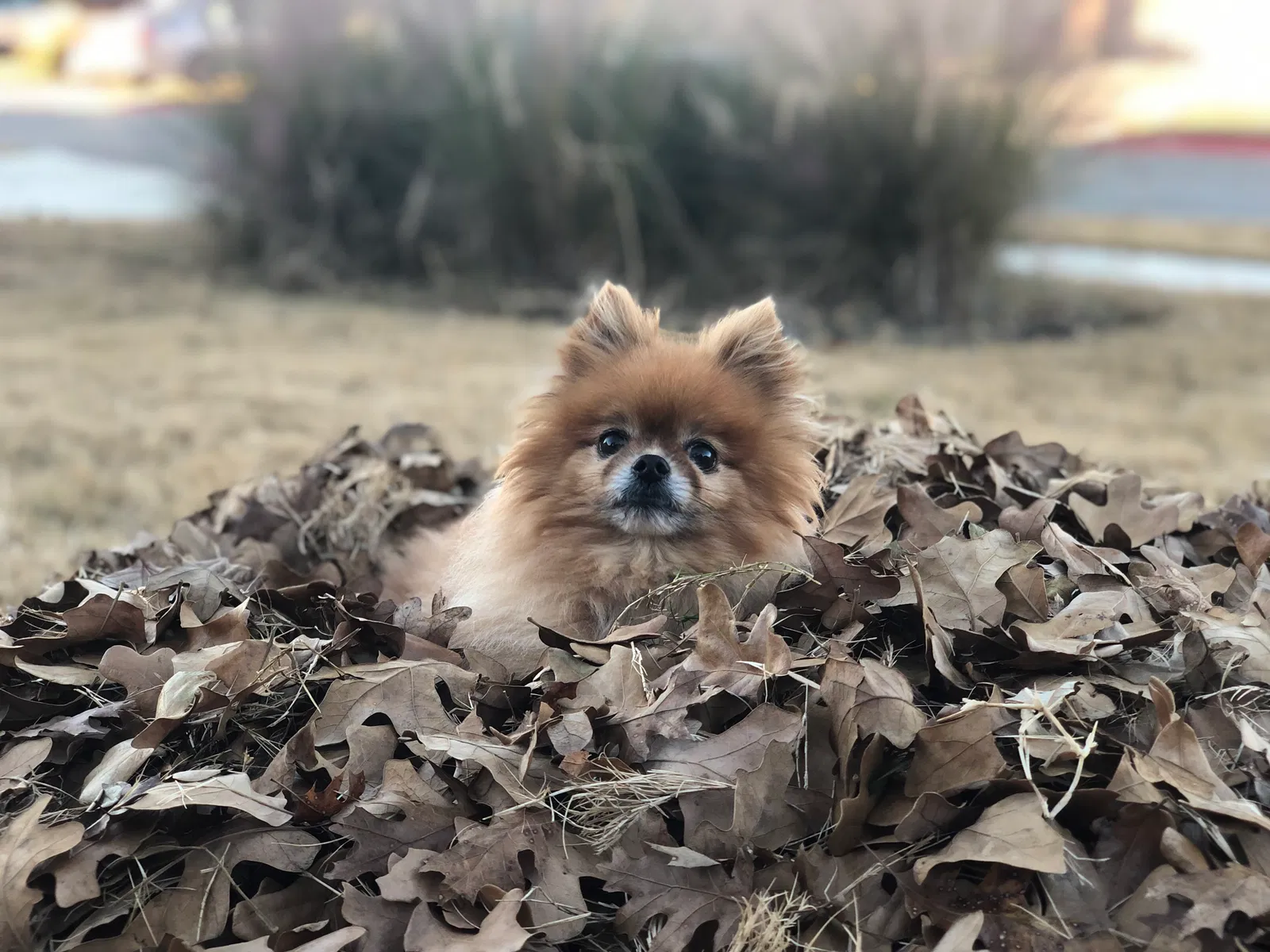 Lost dog in Buda, TX, 78610