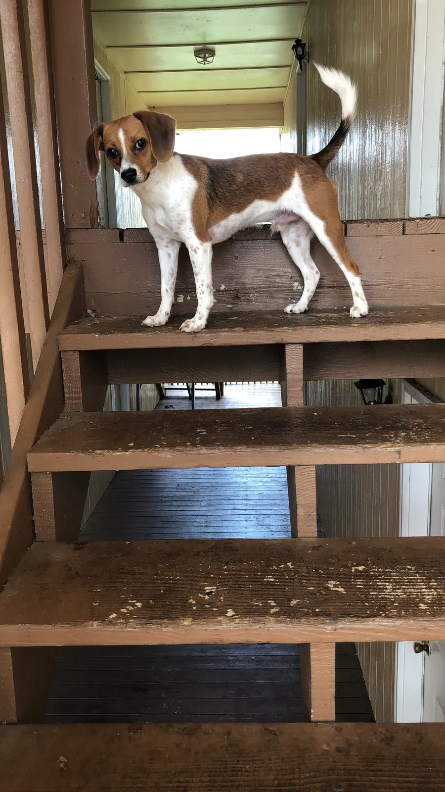 Lost dog in Clarksville, TN, 37040