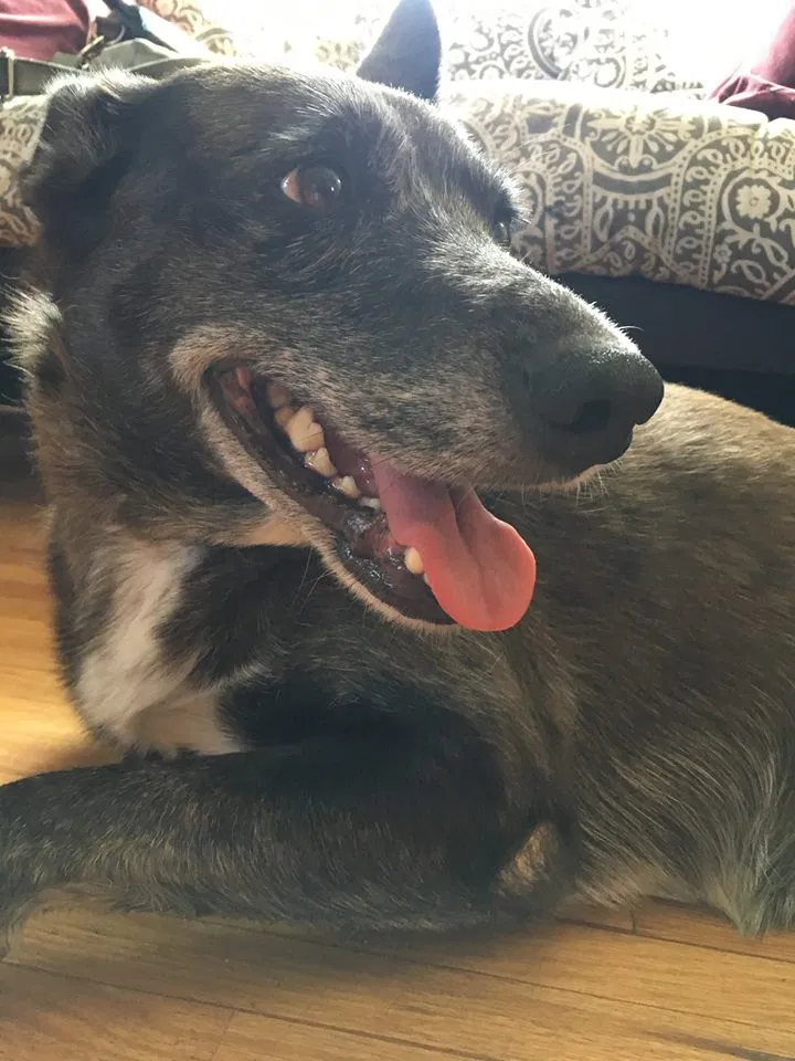 Lost dog in Albuquerque, NM, 87102