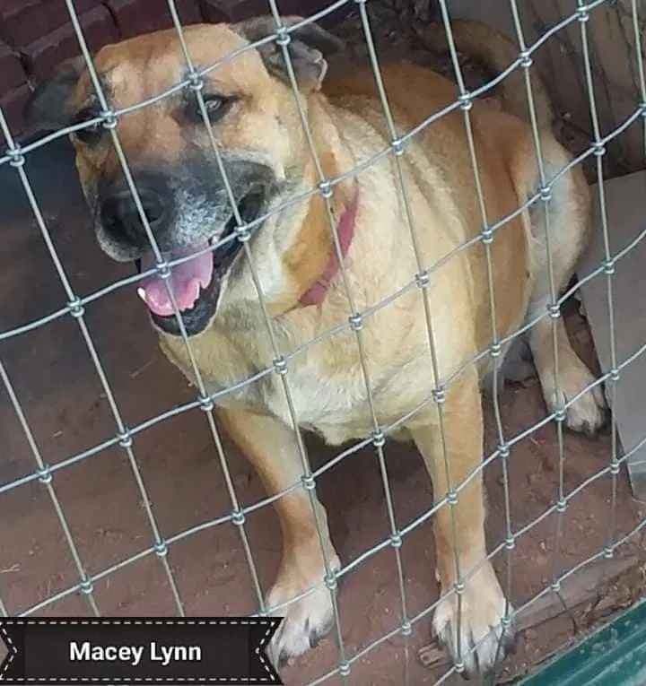 Lost dog in Mayodan, NC, 27027