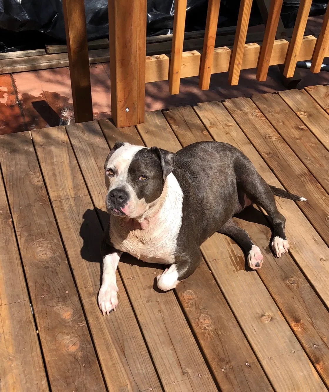 Lost dog in Oakland, CA, 94605