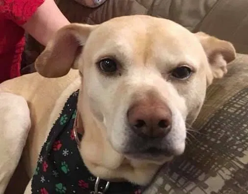 Lost dog in Charles Town, WV, 25414
