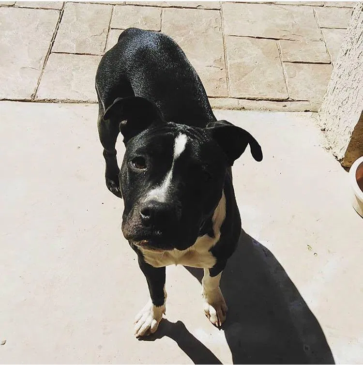 Lost dog in El Paso, TX, 79938