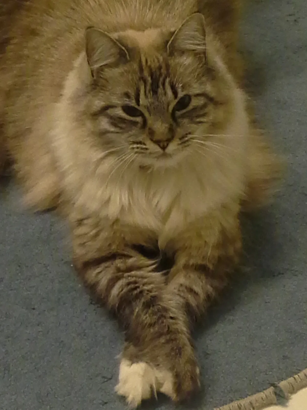 Lost cat in Moore, SC, 29369