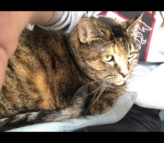 Lost cat in Burlington, NC, 27215