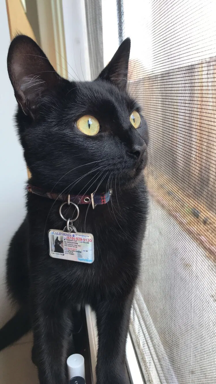 Lost cat in San Diego, CA, 92139