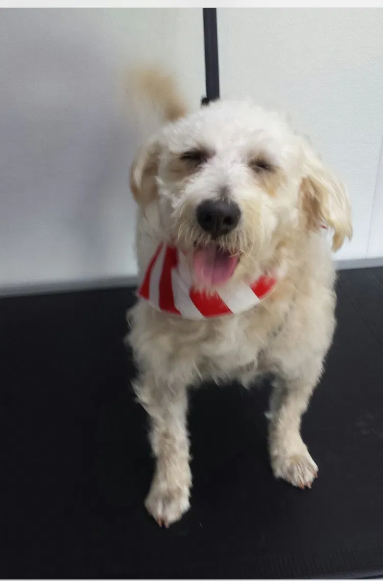 Lost dog in Oxnard, CA, 93033