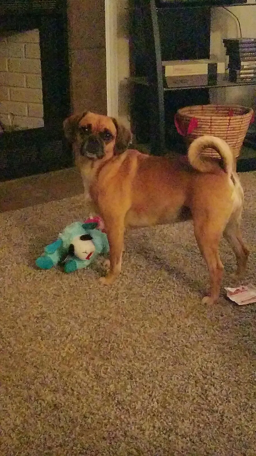 Lost dog in Moore Haven, FL, 33471