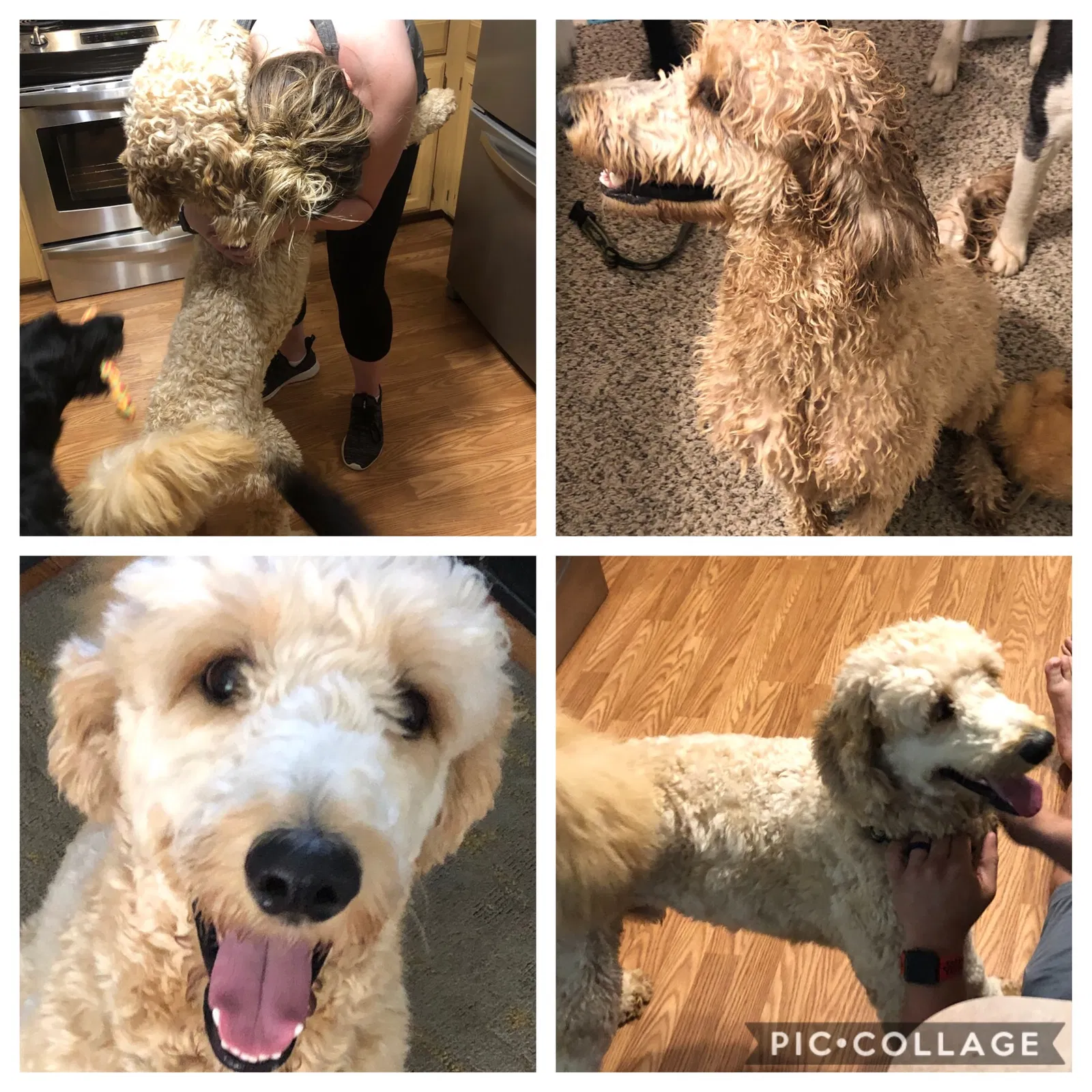 Lost dog in Flint, TX, 75762