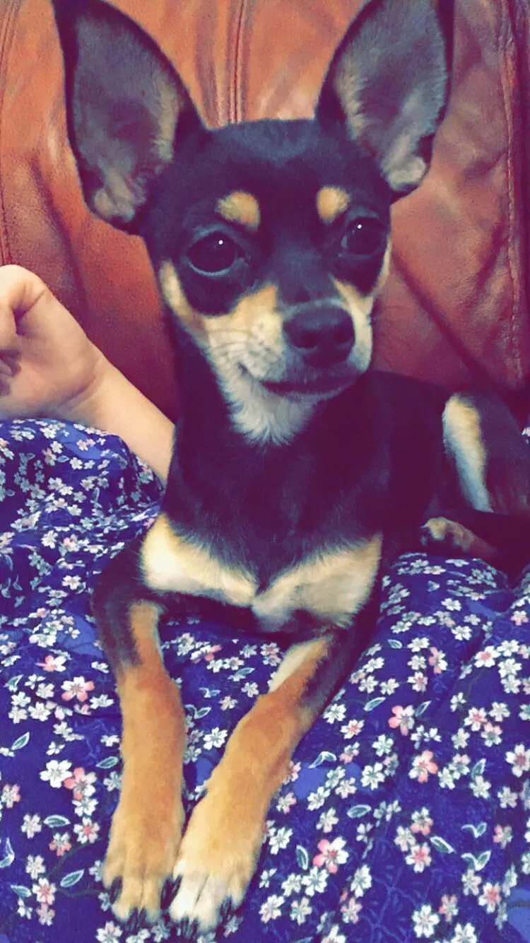 Lost dog in Miami, FL, 33175