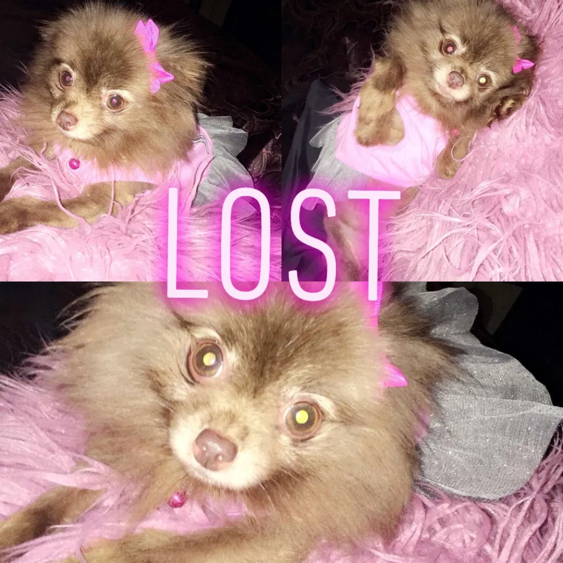 Lost dog in Nashville, TN, 37217
