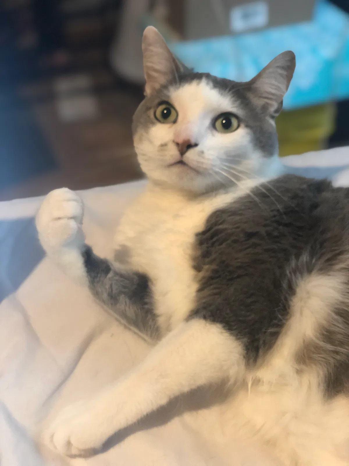 Lost cat in Plainfield, IL, 60586