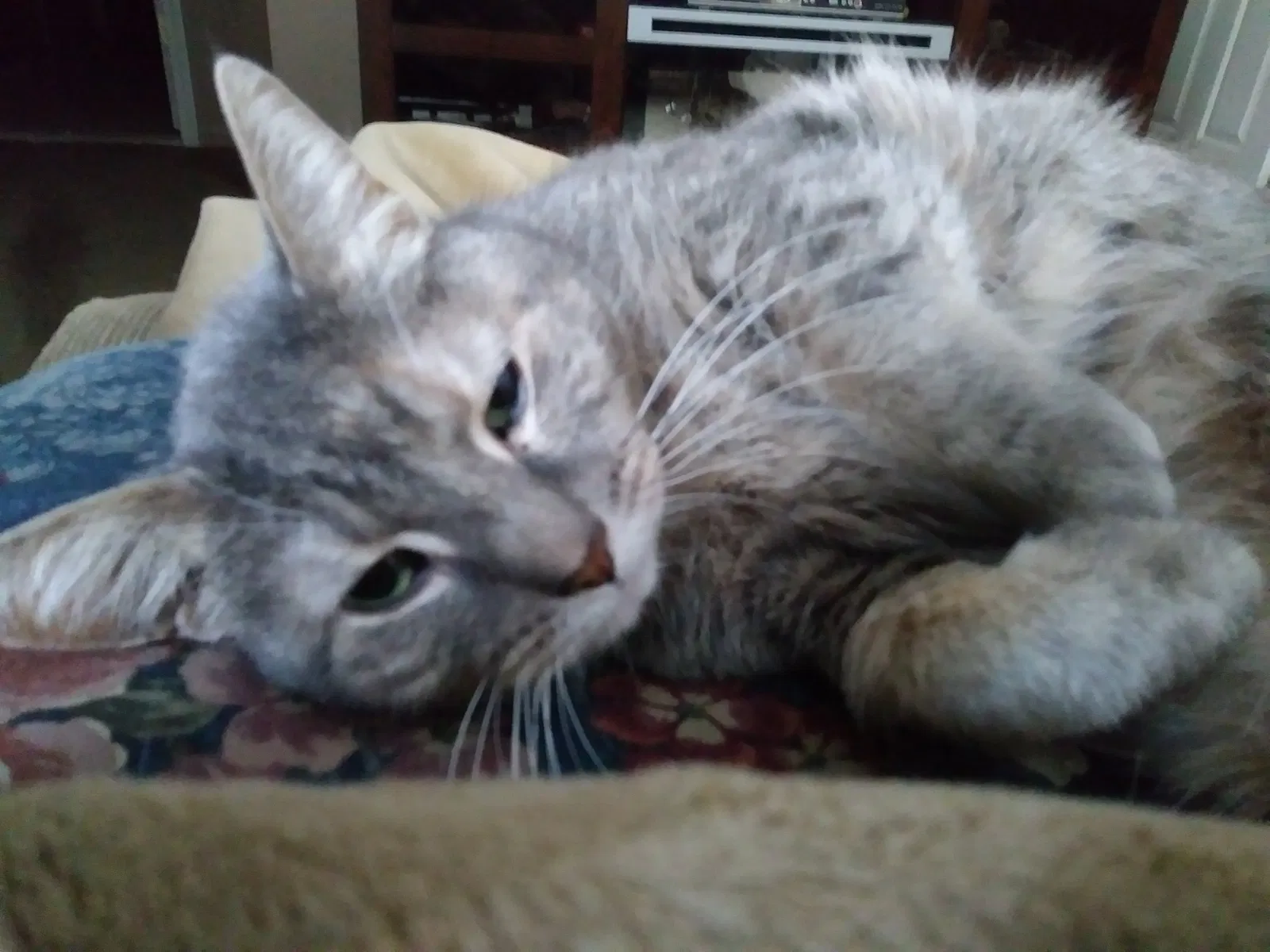 Lost cat in New Baltimore, MI, 48051