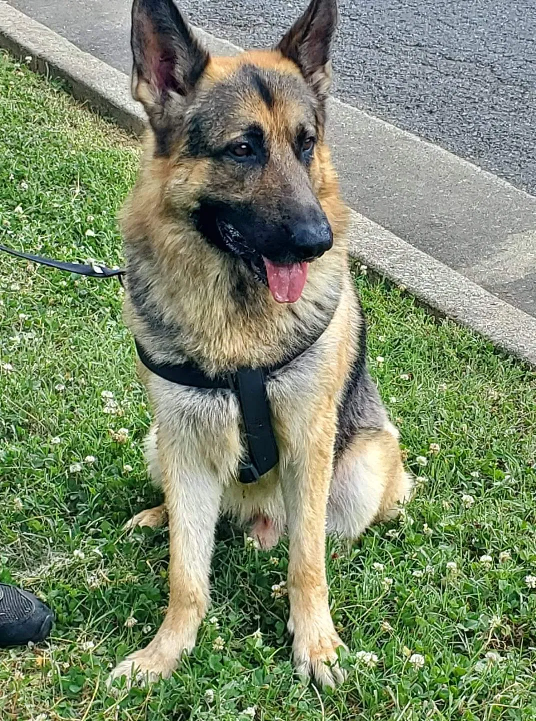 Lost dog in Nashville, TN, 37211