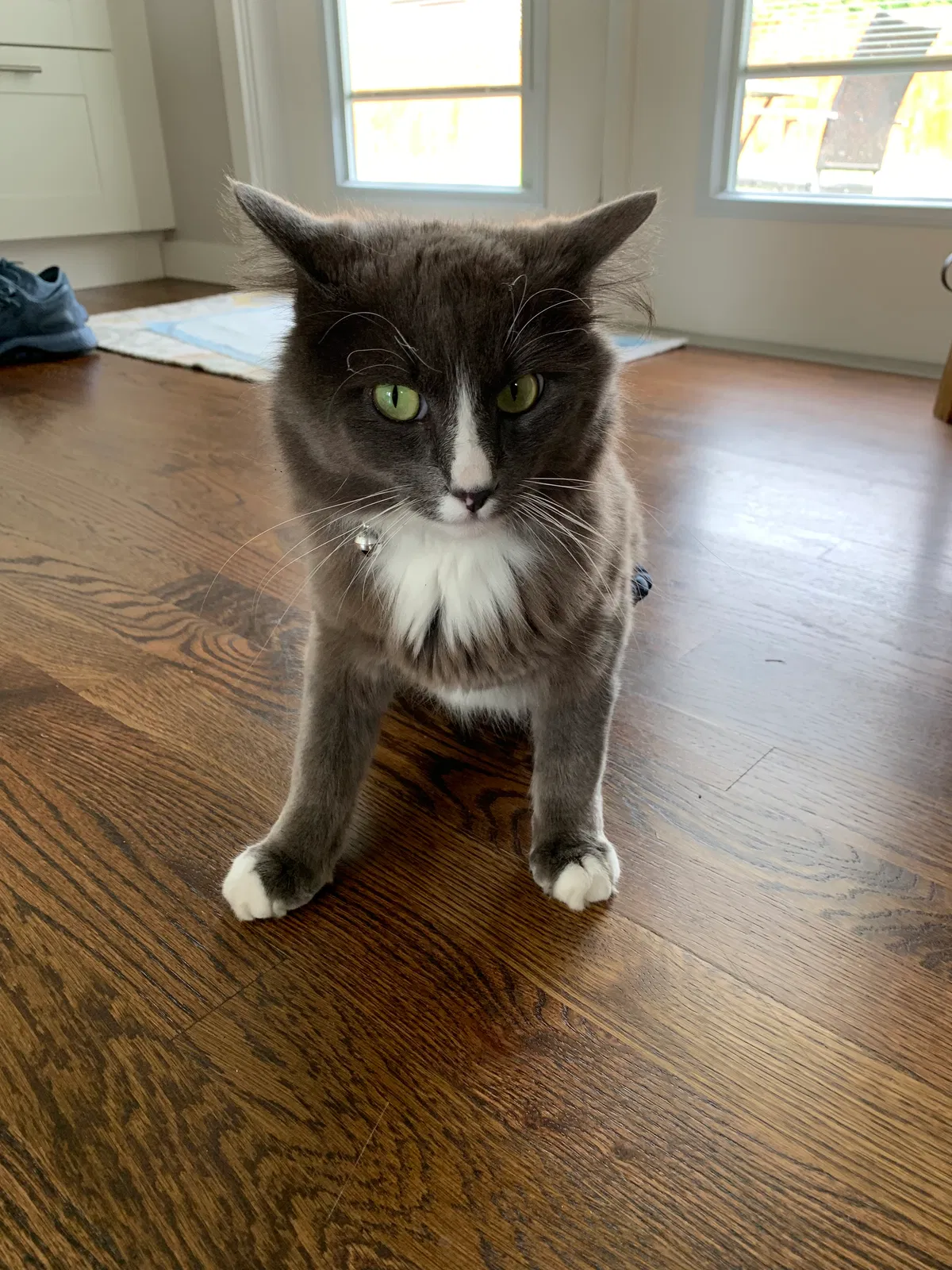 Lost cat in Gibbstown, NJ, 8027