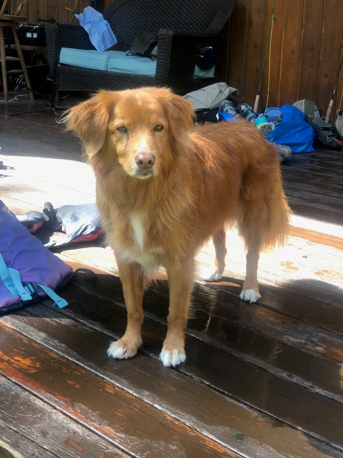 Lost dog in Superior, MT, 59872