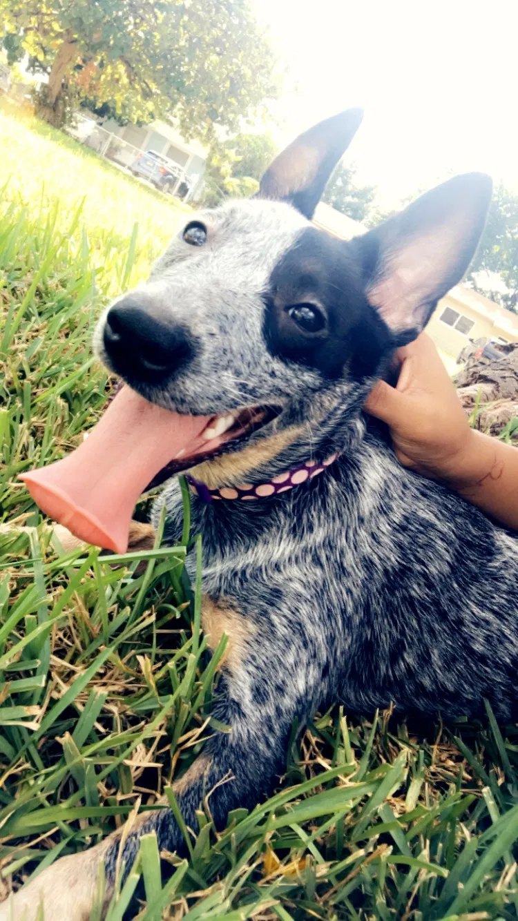 Lost dog in Tampa, FL, 33612