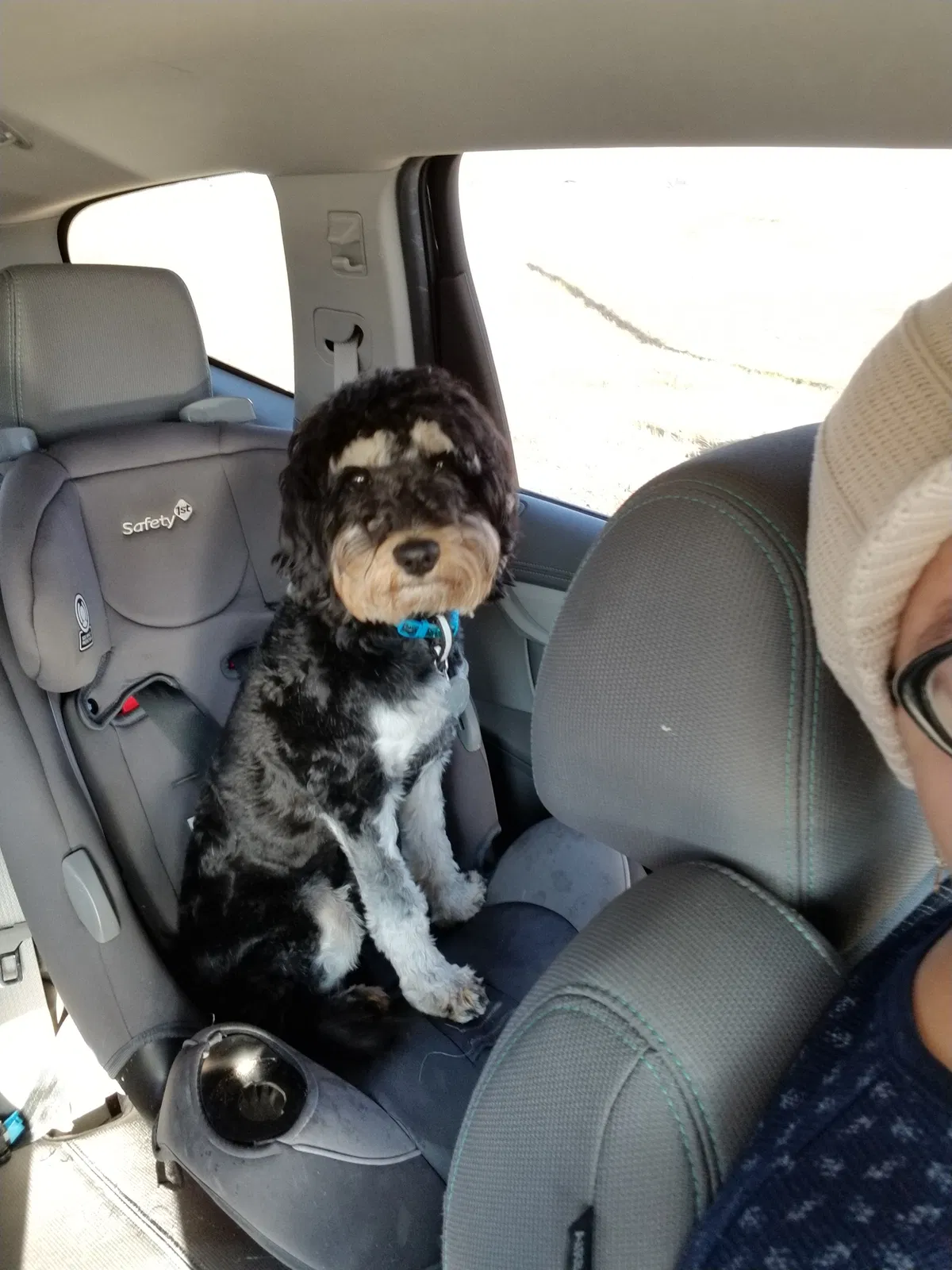 Lost dog in Indianapolis, IN, 46203