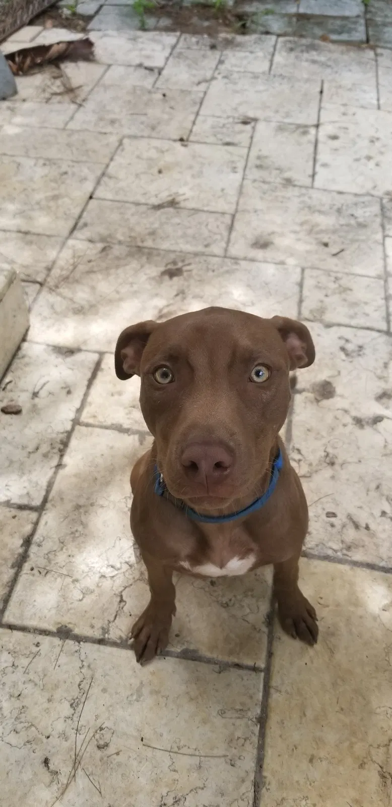 Lost dog in Miami, FL, 33196