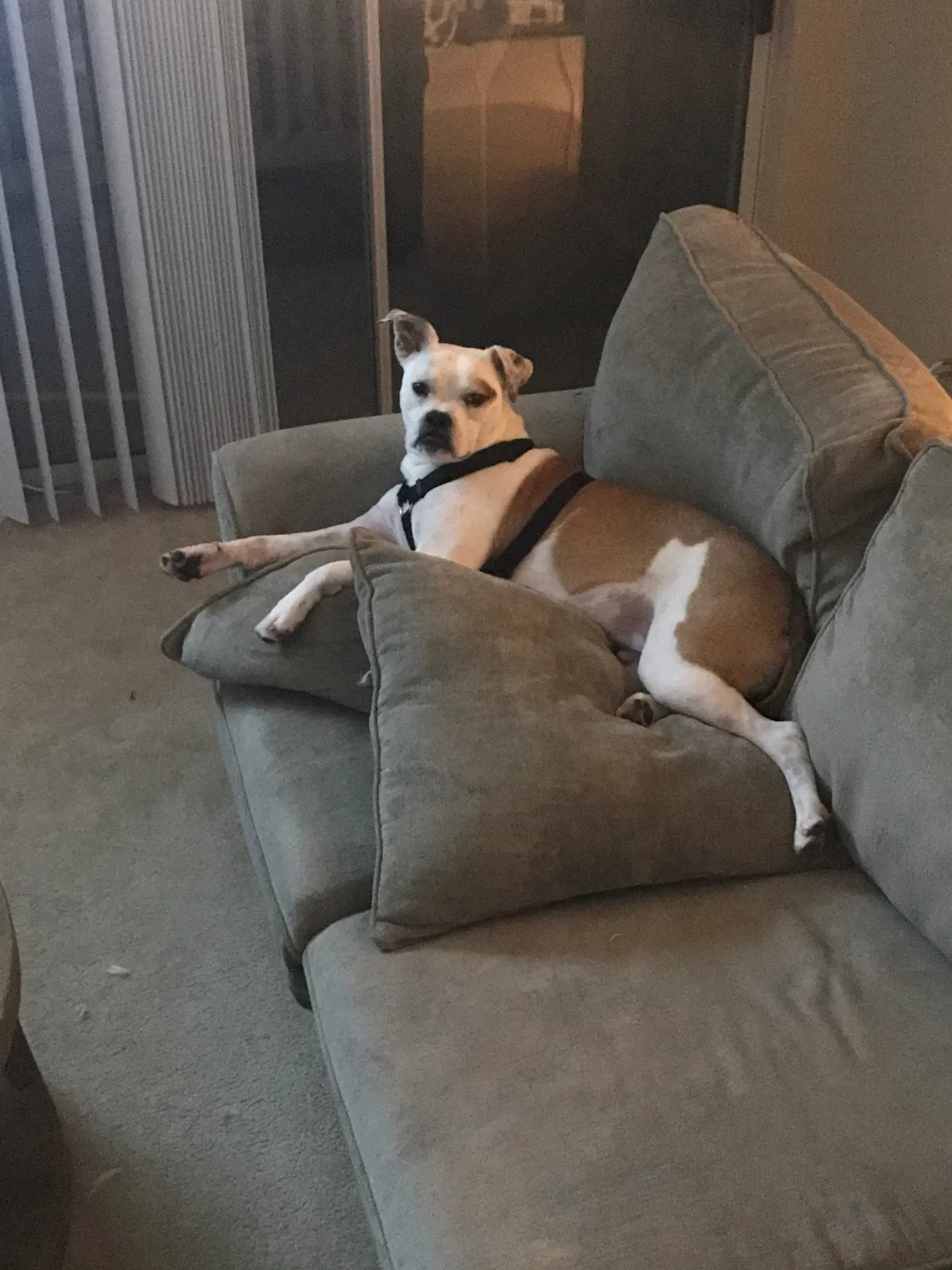 Lost dog in Roswell, GA, 30075
