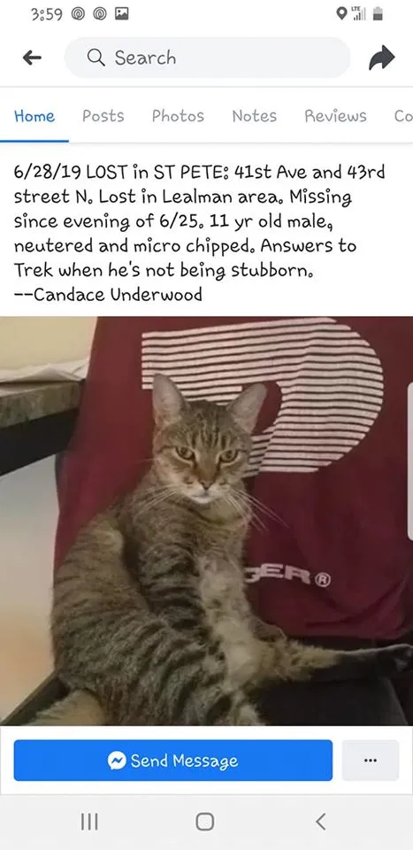 Lost cat in Saint Petersburg, FL, 33714