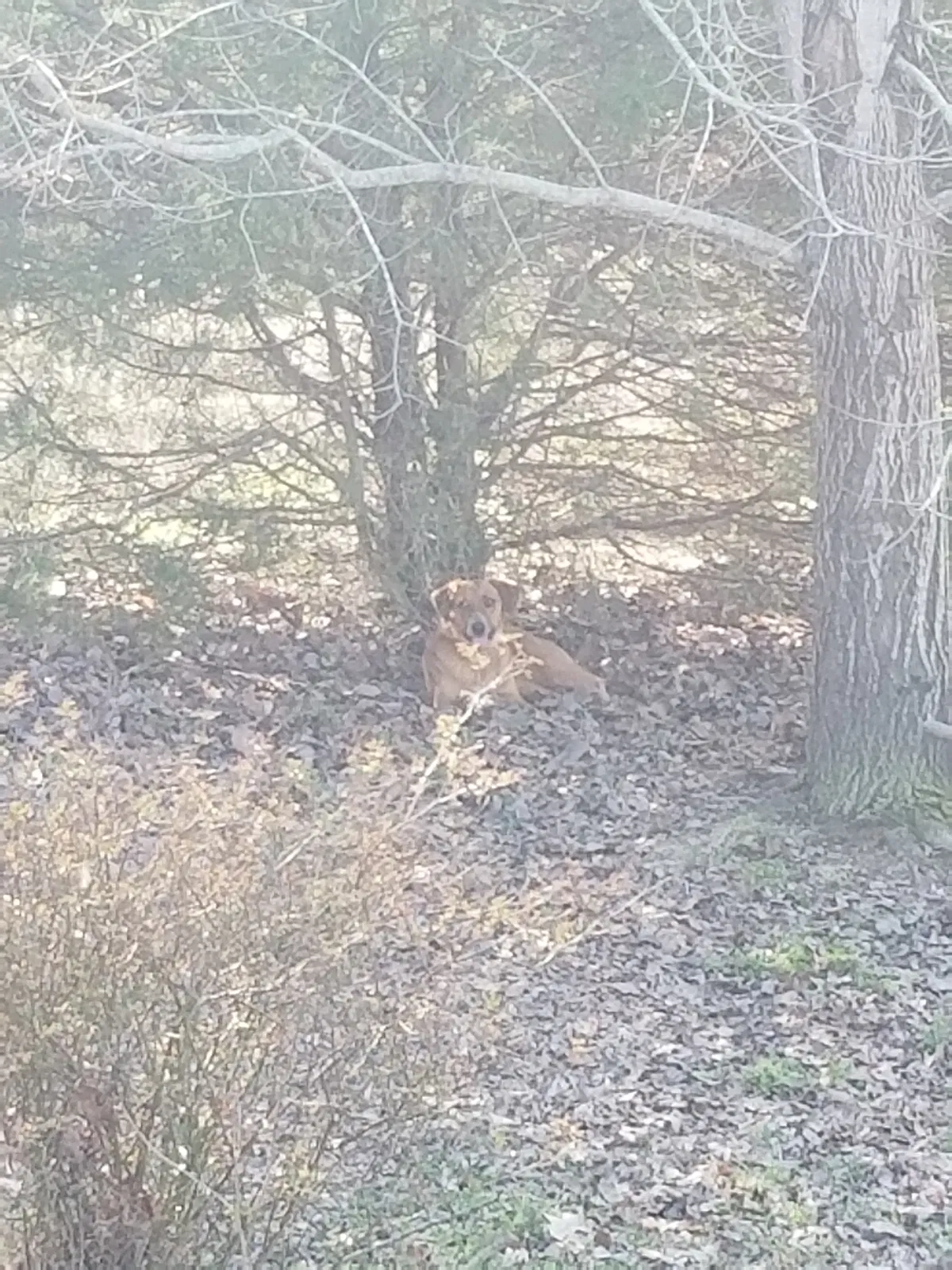 Lost dog in Lyles, TN, 37098