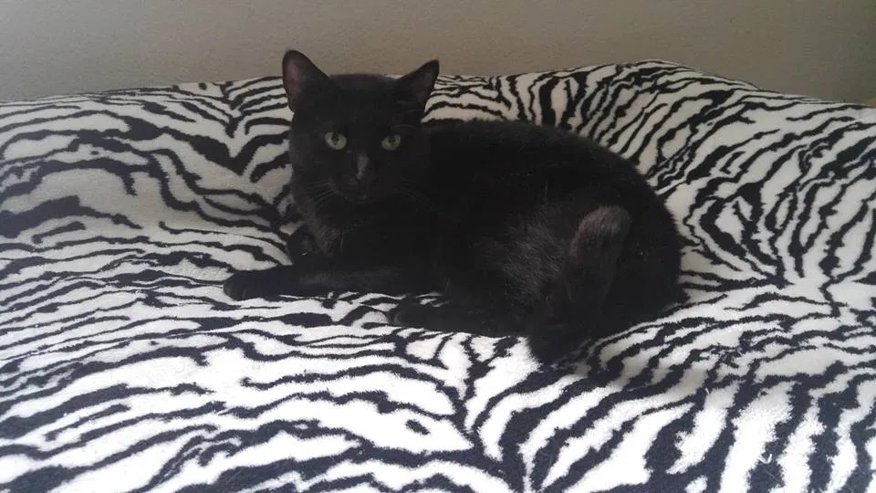 Lost cat in Odessa, FL, 33556