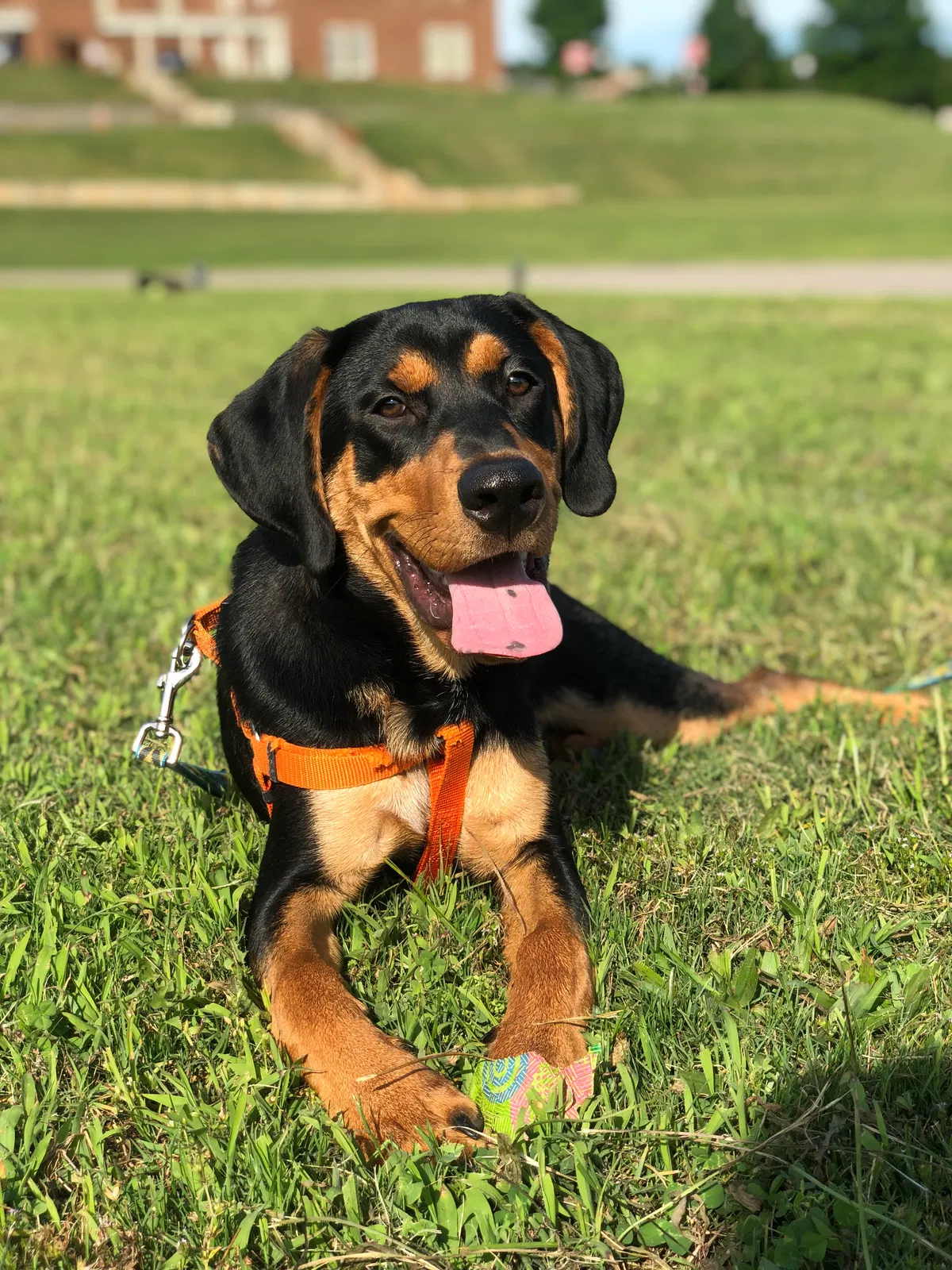 Lost dog in Huntsville, AL, 35806