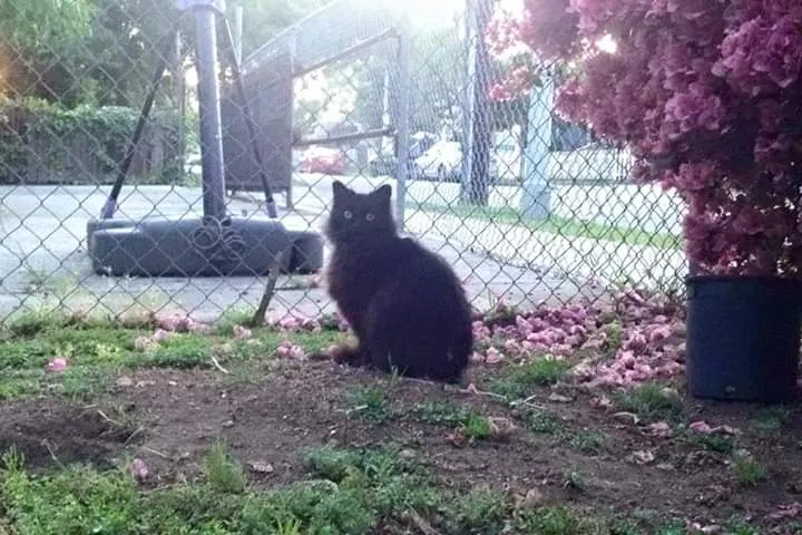 Lost cat in Pasadena, CA, 91103