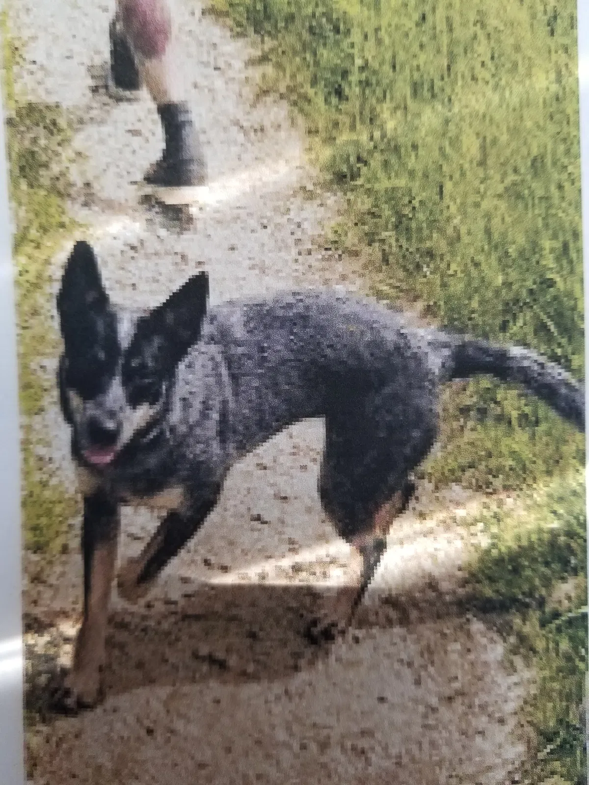Lost dog in Westchester, IL, 60154