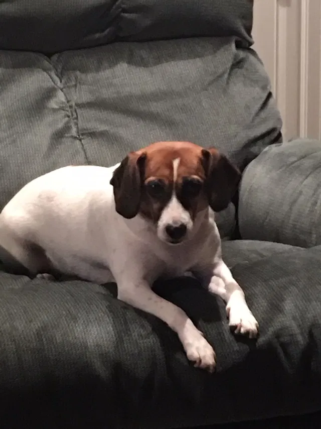 Lost dog in Mount Clemens, MI, 48043
