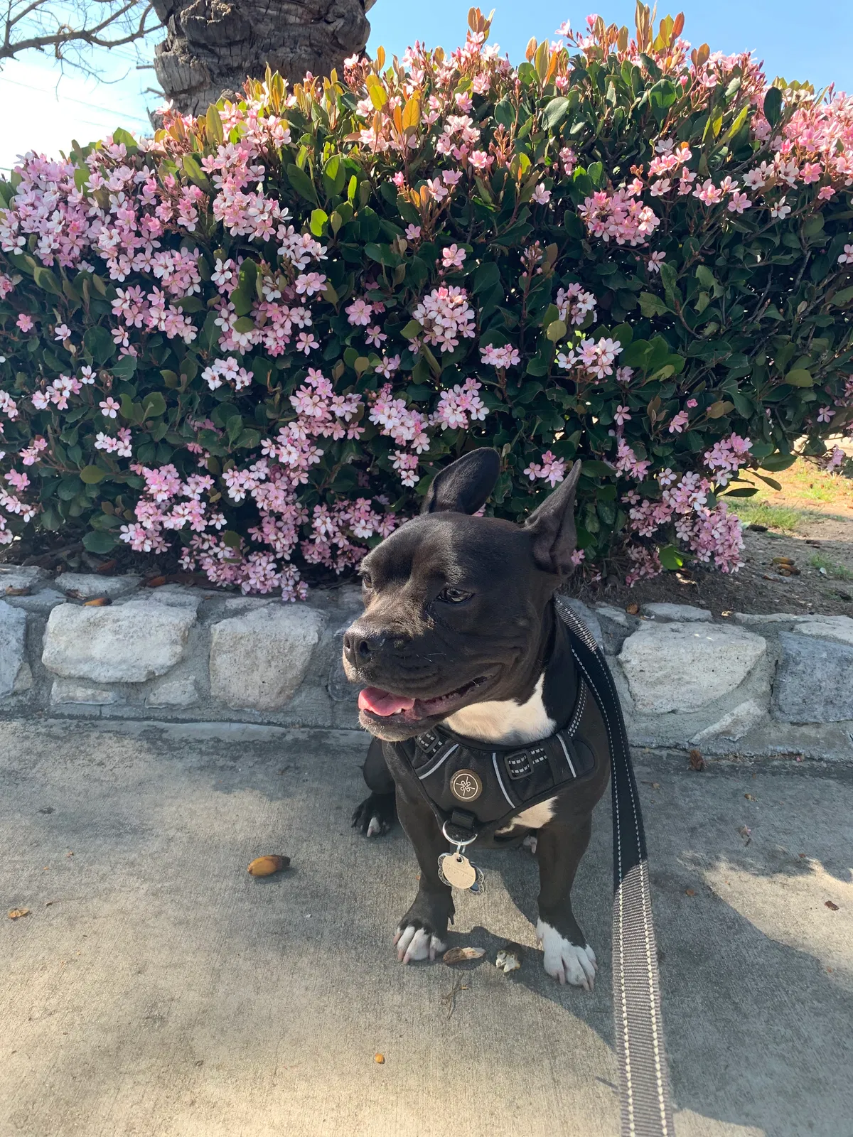 Lost dog in North Hollywood, CA, 91606