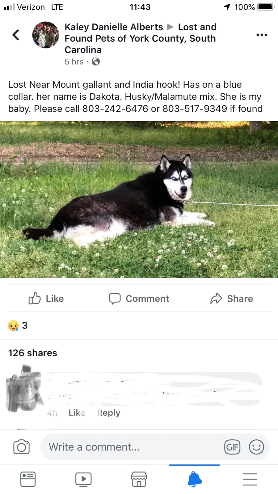 Lost dog in Rock Hill, SC, 29732