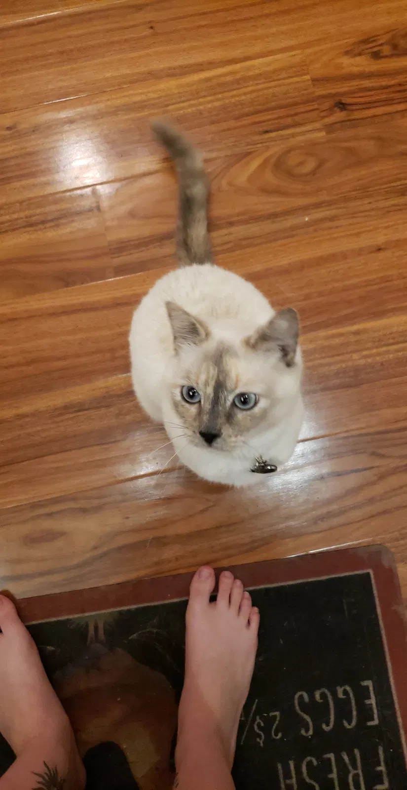 Lost cat in Blue Ridge, VA, 24064