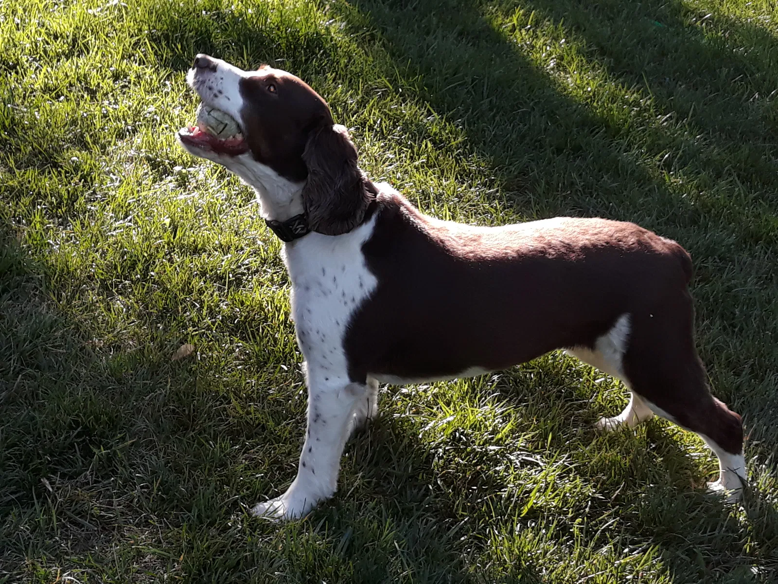 Lost dog in Norristown, PA, 19401