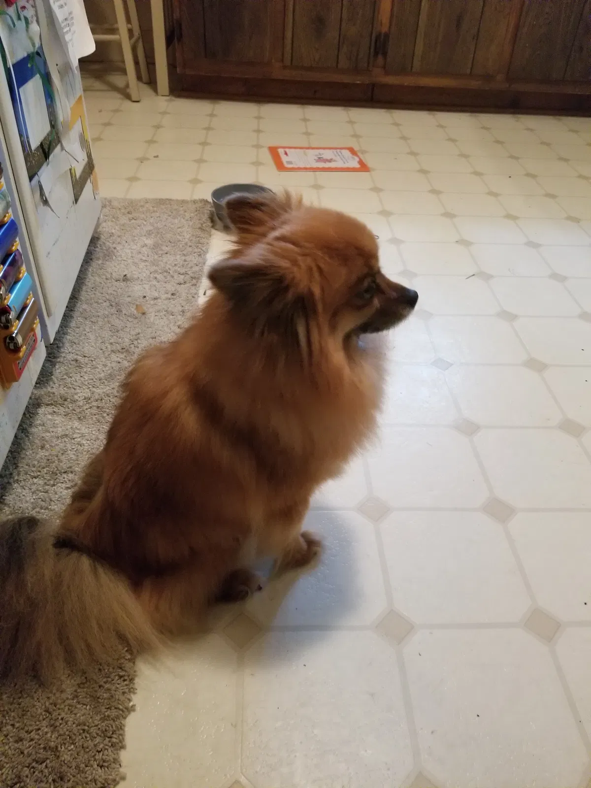 Found dog in Lawrenceville, GA, 30043