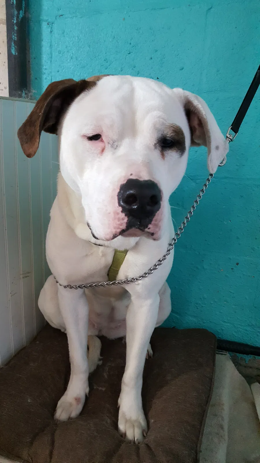 Lost dog in Michigan City, IN, 46360
