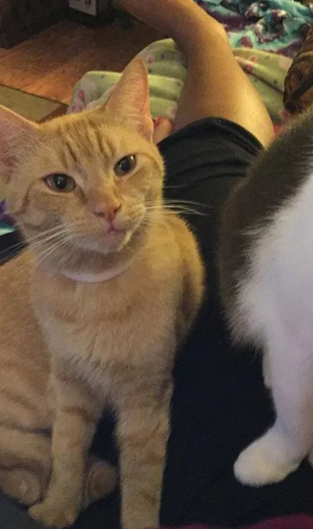Lost cat in Plantsville, CT, 6479