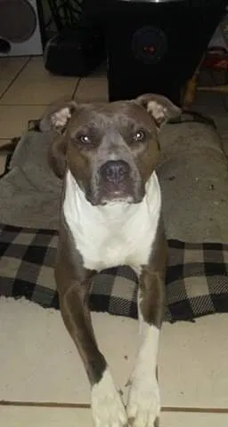 Lost dog in Chattanooga, TN, 37421