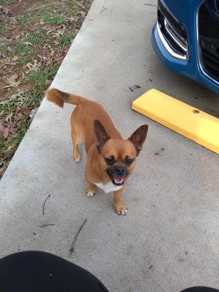 Lost dog in Pelham, AL, 35124