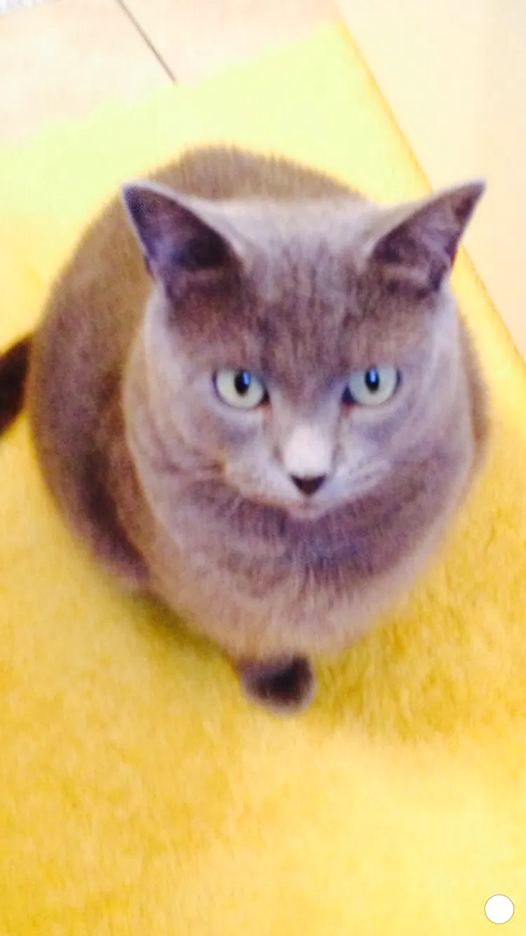 Lost cat in Mount Prospect, IL, 60056