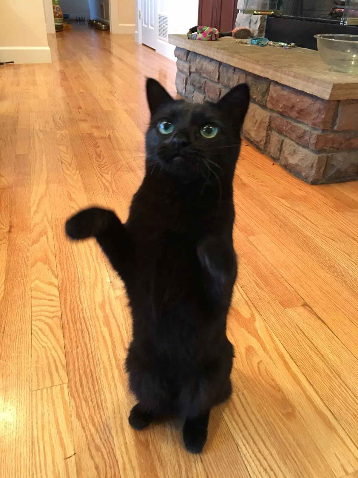Lost cat in Littleton, CO, 80121