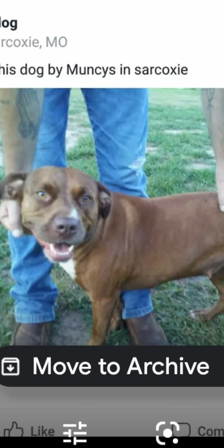 Lost dog in Sarcoxie, MO, 64862