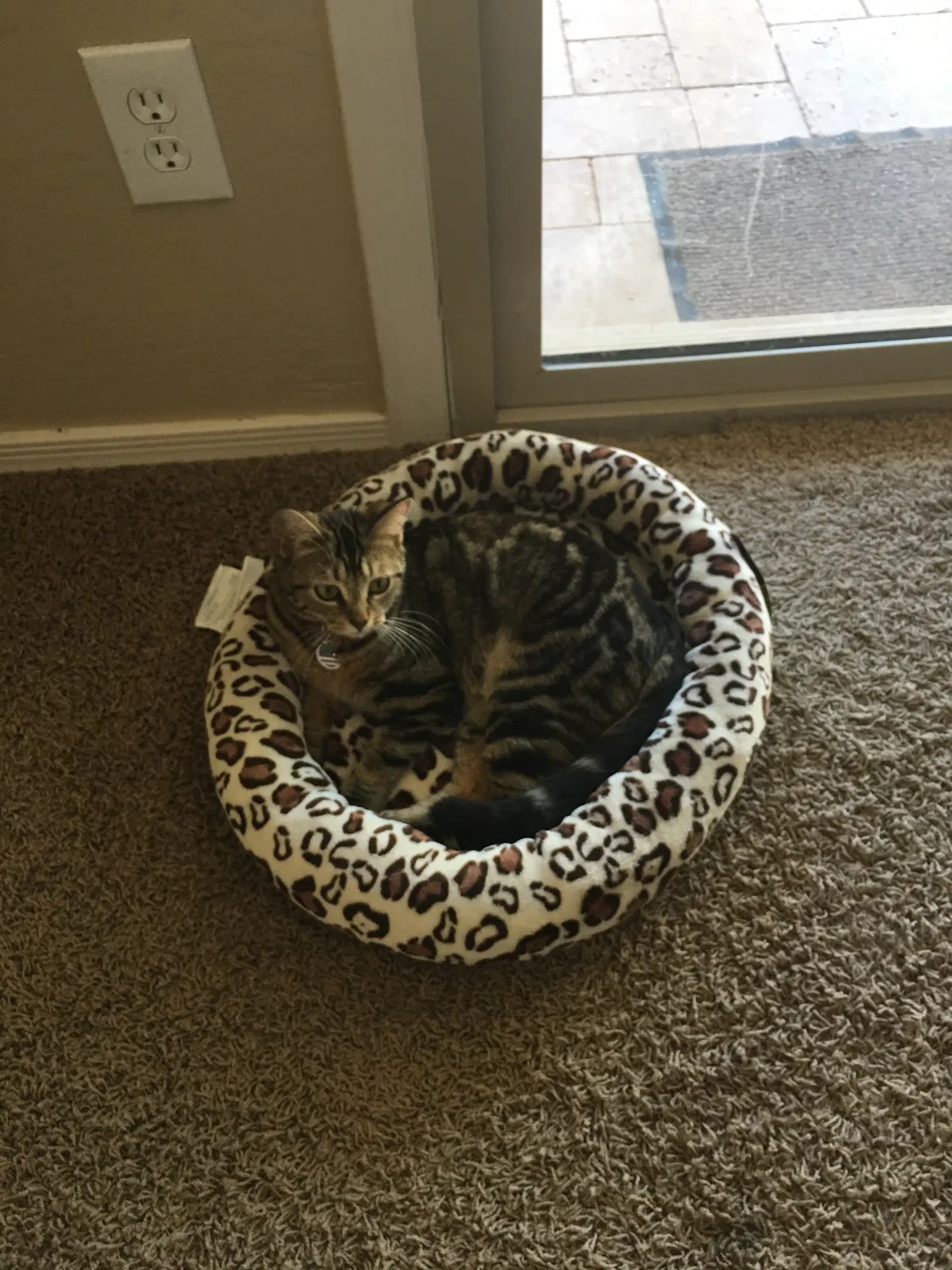 Lost cat in Wolfforth, TX, 79382