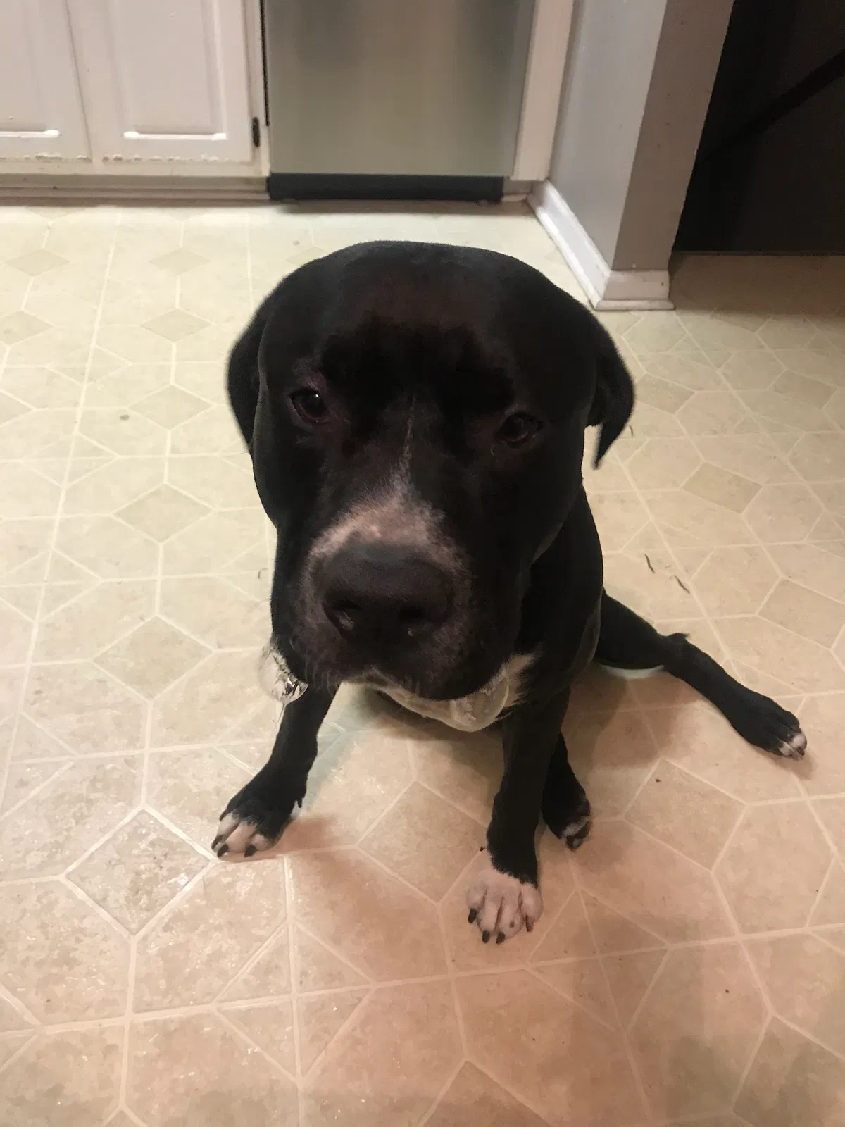Lost dog in Stockbridge, GA, 30281